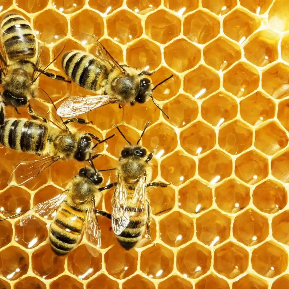 Alkham Honey Bee Hive