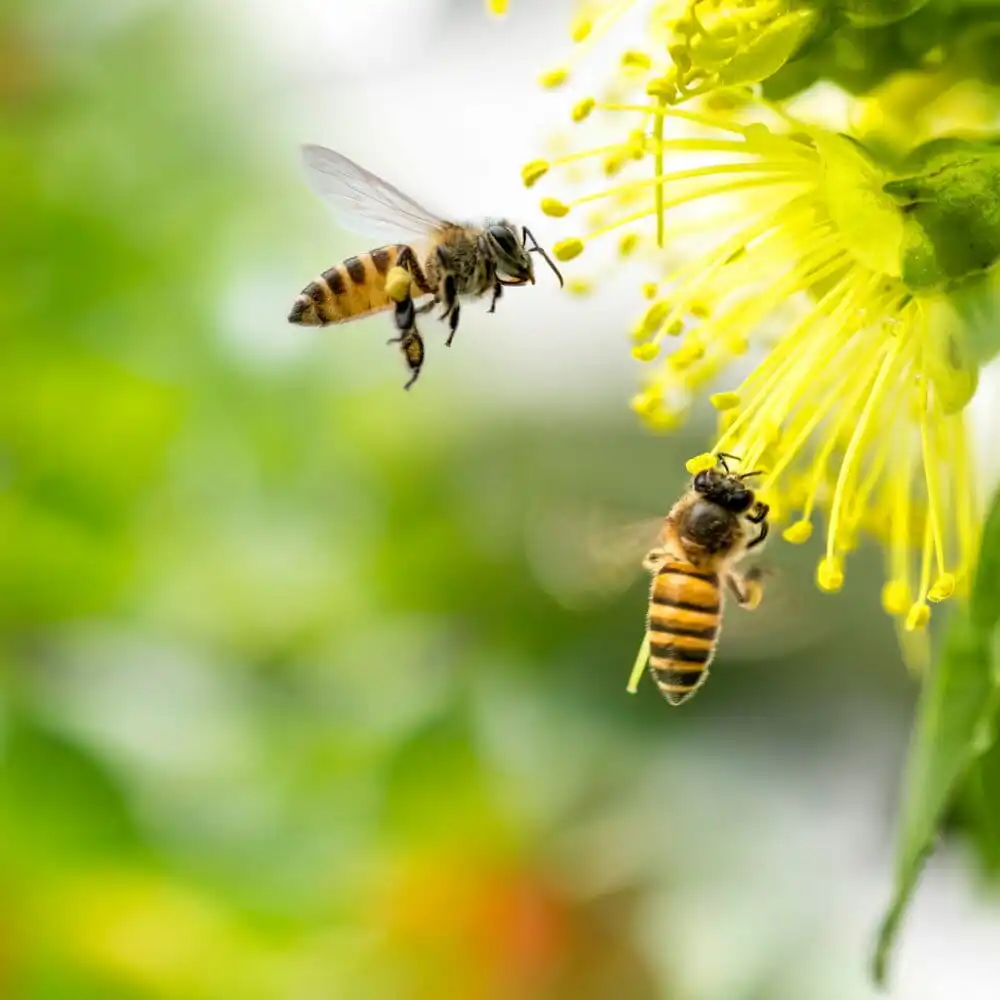Alkham Honey Bees